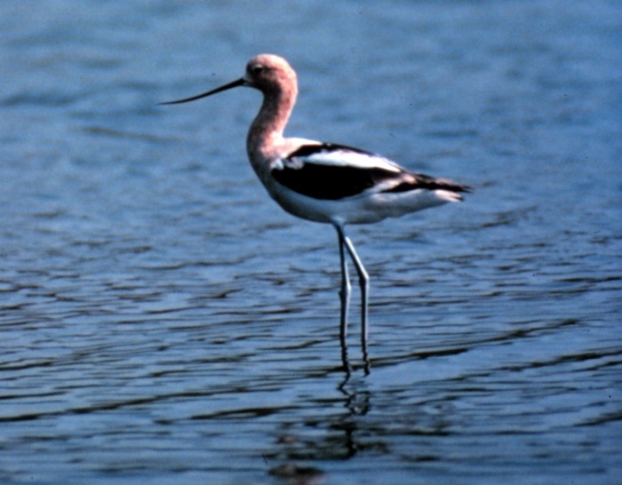 avocet