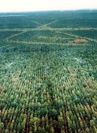 Reforested Pines on barren savannah
