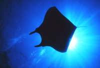 manta_ray