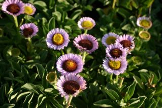 prolific flowers