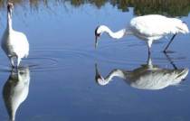 whooping cranes