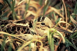 American Woodcock, photo in public domain from USFWS American Woodcock, photo in public domain from USFWS