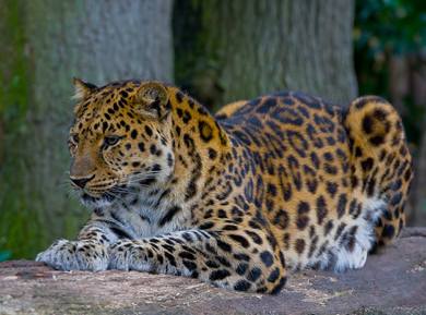 Amur Leopard GNU-Wikipedia