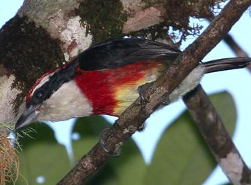 Bird Sira Barbet