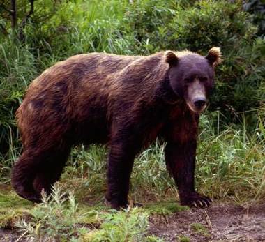 Brown bear in wild