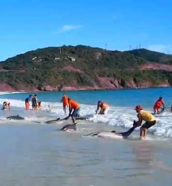 Dolphin rescue Brazil - YouTube clip