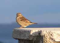 bird