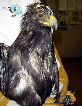 juvenile Golden Eagle - Wildlife Rehab Center of No Utah