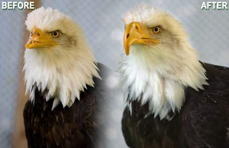 Eagle gets new 3D beak-Birds of Prey Northwest 