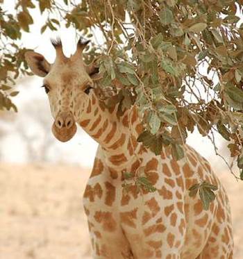 rare species of giraffe in Niger - Roland H's Flickr photo -CC