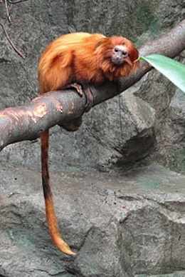 Golden Tamarind CC-Daderot
