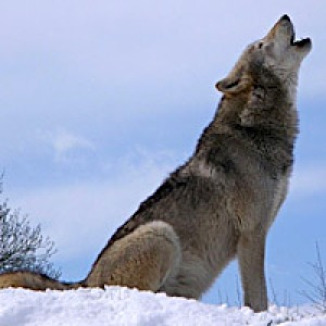 Gray Wolf Wikimedia Commons - photo by Retron