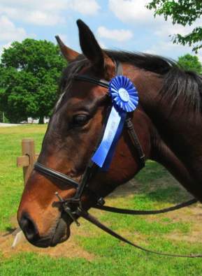 Horse with blue ribbon -Photo by Hidden K Stables 