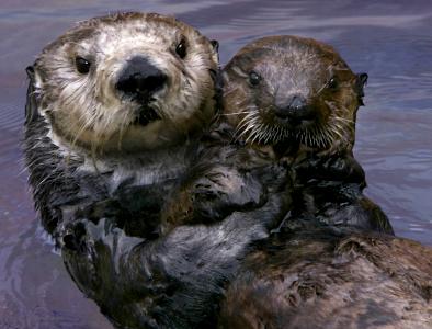 Otter named Toola - Monteray Aquarium photo