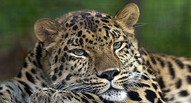 amur-leopaed-pittsb-zoo.jpg