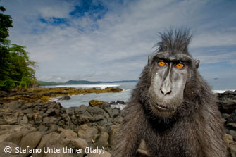 animal-portrait-troublemaker.jpg