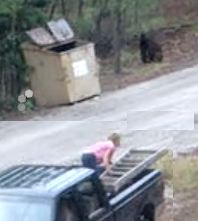 bear dumpster rescue
