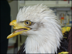 bionic-eagle.jpg