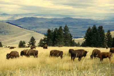 Federal Court Overturns Bush Administration Logging Rule