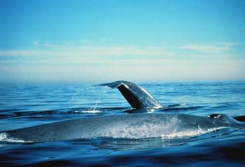 Blue Whale Sightings Encouraging for BC Scientists