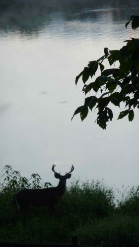 buck-verticle-sillouette