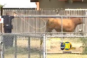 bull loose lassoed by cop