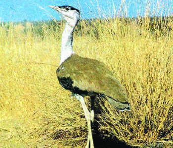bustard