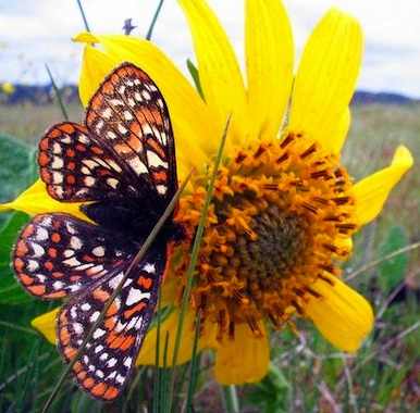 Taylors checkerspot butterfly - USFW photo Aaron Barna