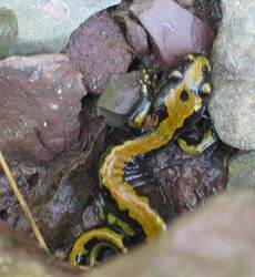 cgy-salamander.jpg