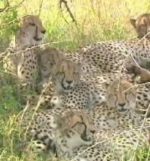 cheetah-family.jpg