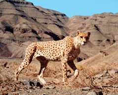 cheetah.jpg
