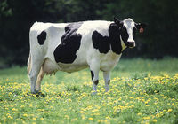 cow