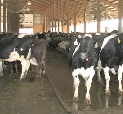 cows-in-dairy-farm.jpg