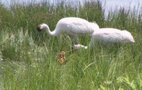 cranechicks