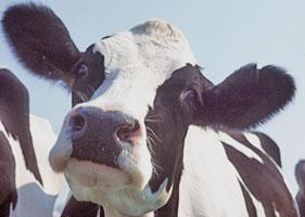 dairycow_usda.jpg