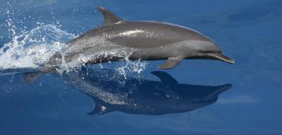dolphin-noaa.jpg