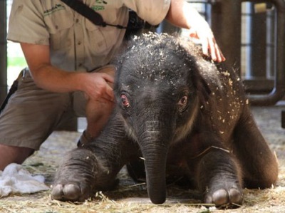 elephant-miracle-baby-taronga-zoo.jpg