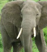 elephant-w-tusks.jpg