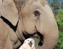 elephant and dog in TN sanctuary