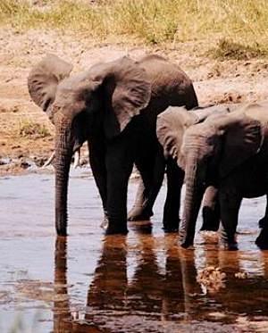 Elephant baby and parent - Explore.org