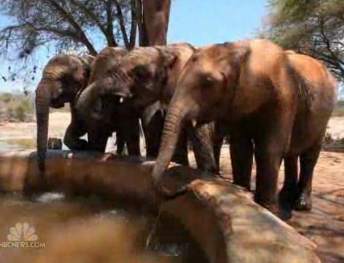 elephant calves-NBCVideo