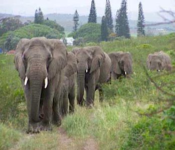 The Elephant Whisperer's herd returns to mourn