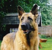 germanshepherd