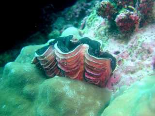 giant-clam-fluted.jpg