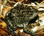 gopher_frog.gif