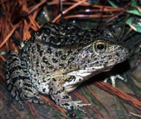 gopher_frog.jpg