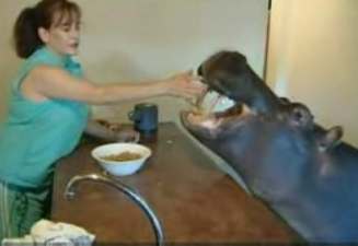 hippo-jessica.jpg