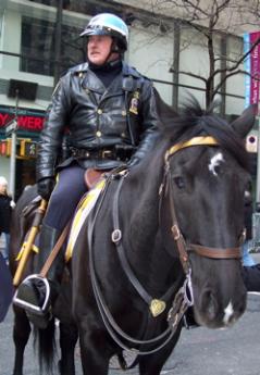 Race Horses Get New Duty on Police Patrols