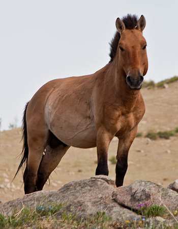Przewalski's horse by Chinneeb - GNU