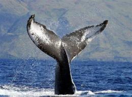 humpback-tail-noaa.jpg